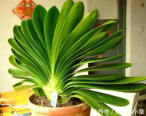 叶片|8月养君子兰,土里埋2种东西,疏松肥沃,叶片挺拔如折扇