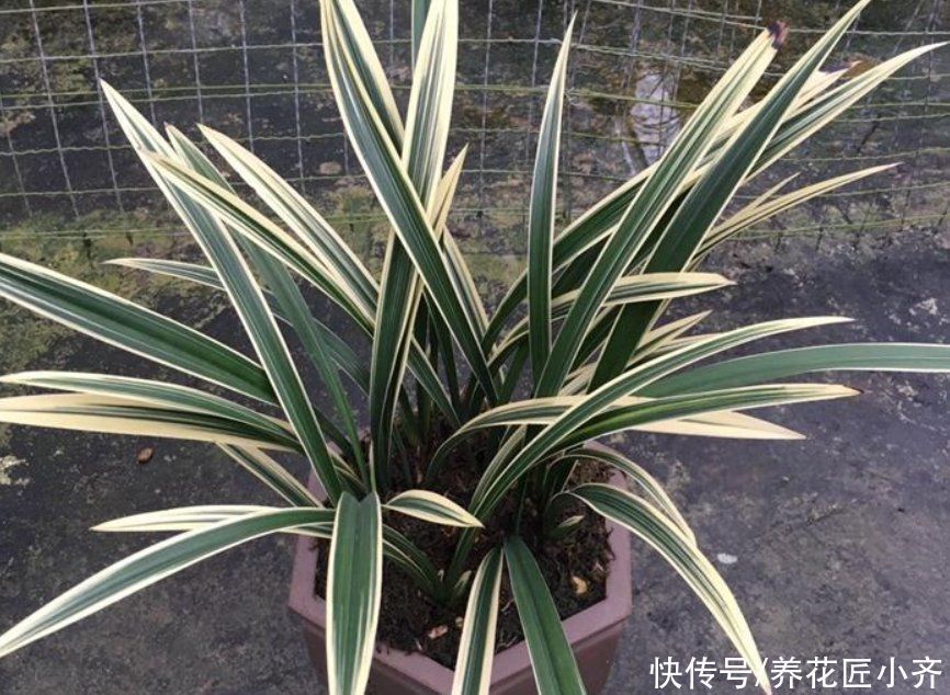 肥料|家里兰花不开花怎么办?想要年年有花赏,这2点必须做好