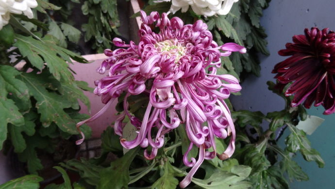 喜欢菊花，不如养盆优良名菊‘花洒玖瑰’花色靓丽，美丽淡雅！