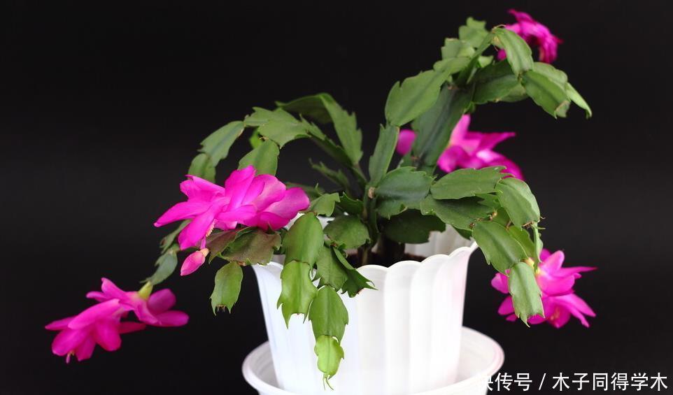 进入春天,就别让蟹爪兰开花了!这样养护叶片肥厚容易度夏