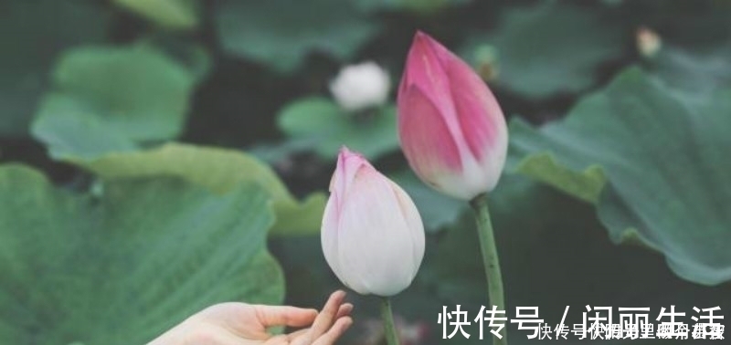 采莲曲#白居易看到采莲女害羞,当即写下一首诗,通篇描写得生动有趣!