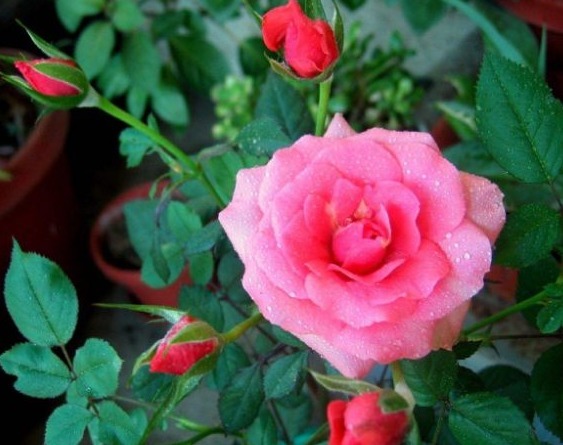 夏季想养盆月季花这五种月季花好养护,轻松开满盆,开花美极了