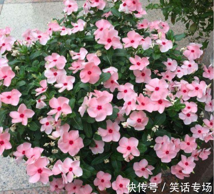 养花就养4种花,好养易活花量大,浇水就疯长,开花爆盆很容易