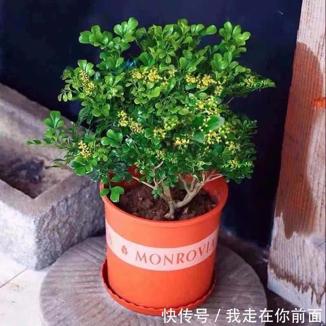 这六种花,个个都爱“喝醋”,隔几天喝一点,嫩叶蹭蹭长不停