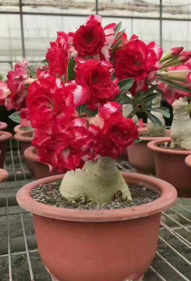 沙漠玫瑰这样养,鼓起“大象腿”,腿上“全营养”,开花也不瘦