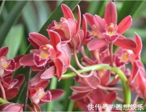 此款花便宜又好养,花色多还漂亮,养在家里生机勃勃,绚丽多彩