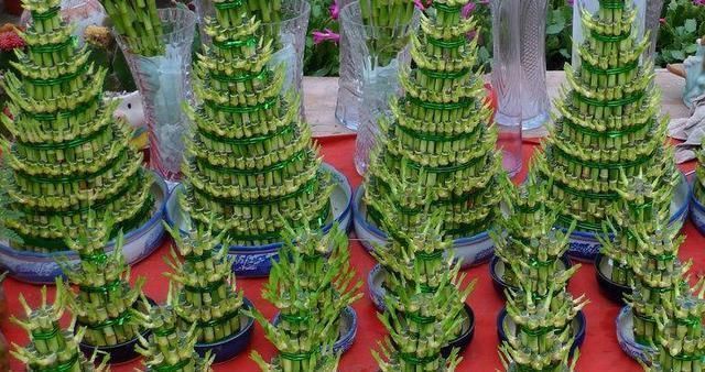 富贵竹|这3种花最爱“吃醋”,1月1斤醋,叶片翠绿“长疯了”