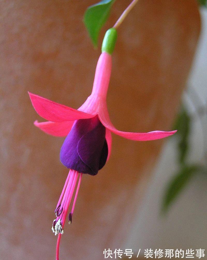 倒挂金钟|刚买的倒挂金钟盆栽如何服盆,怎么才能让它安全度夏?