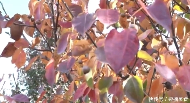 犹如|有种水果仅乒乓球一般大，生吃犹如“嚼蜡”，浸泡甘草汁才最美味