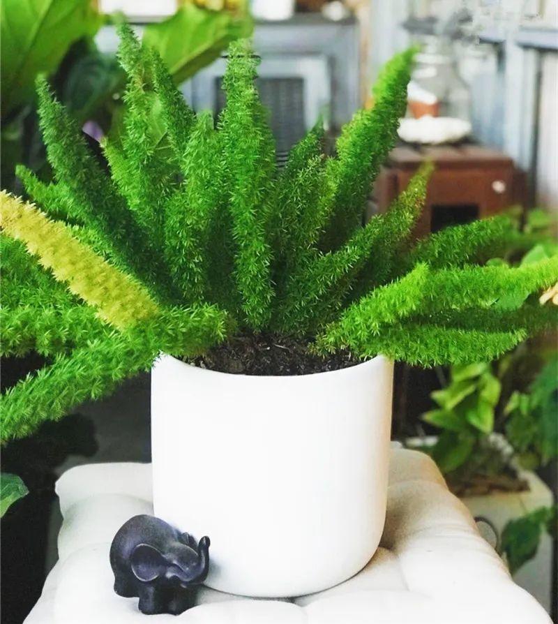 13种耐阴花卉,光照不佳也能生长良好,枝繁叶茂,美丽如画