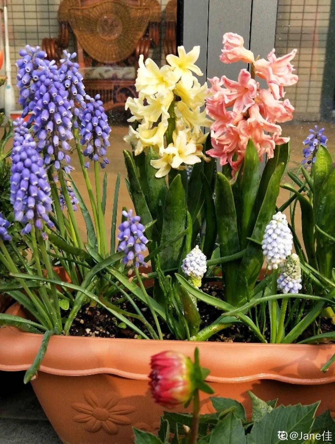 再穷也要养长寿花，寓意好、开花美，养人又养家！