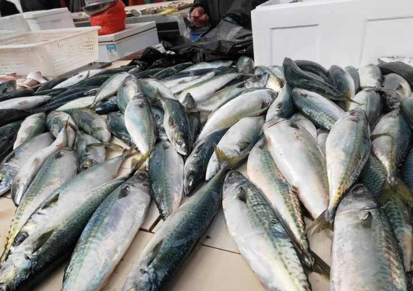 一样是“鲅”鱼,鲐鲅鱼和鲅鱼有啥区别?注意别买错,买错差别大