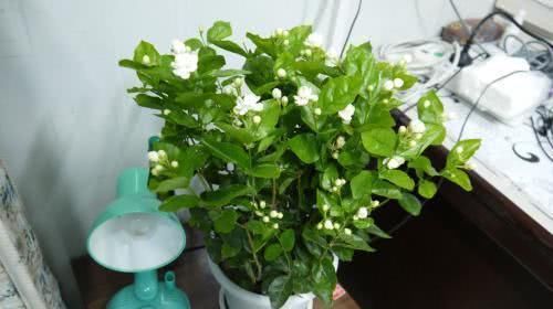 花苞|“最厉害”的养花营养液,给茉莉花喝一勺,新叶花苞一起长