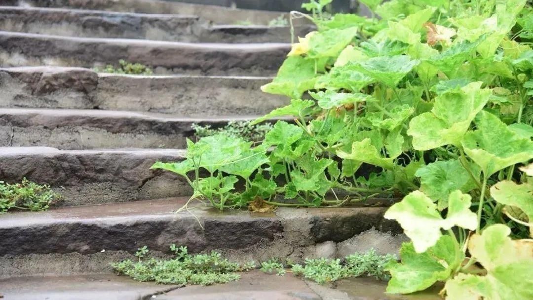 高峰寺|曾有巨龙出现？这座藏在深山里的古寺，确实来历不凡