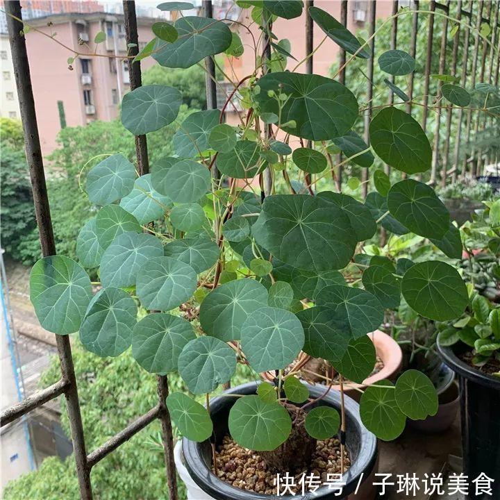 今年最火的奇葩多肉,价格这么贵,还有人抢着买!