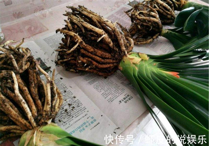 此5种花,整个冬天不浇水都旱不死,一浇就全完