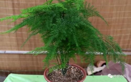 云片松|怎样让文竹保持低矮造型?在养护时,只需给它做这几件事
