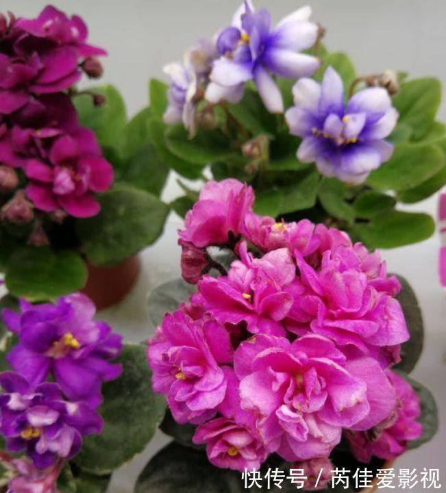 养花就养个花期长的,满屋子飘香,清新空气,家家必备!