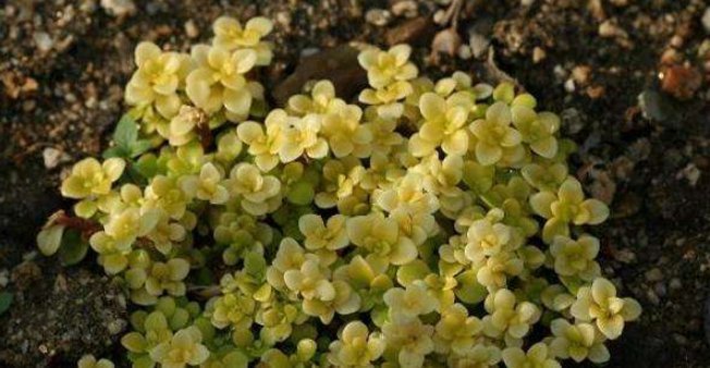 好看|这8种多肉植物,好养好看还易“爆盆”,适合新手和“懒人”