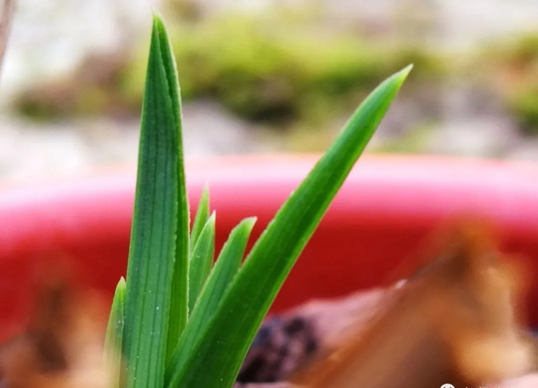 僵苗|兰花僵苗怎么办？最怕这种错误判断，兰友：难怪一直不开花