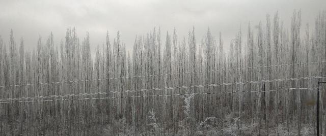 托马斯|英国作家托马斯.哈代的小说我拥有两部