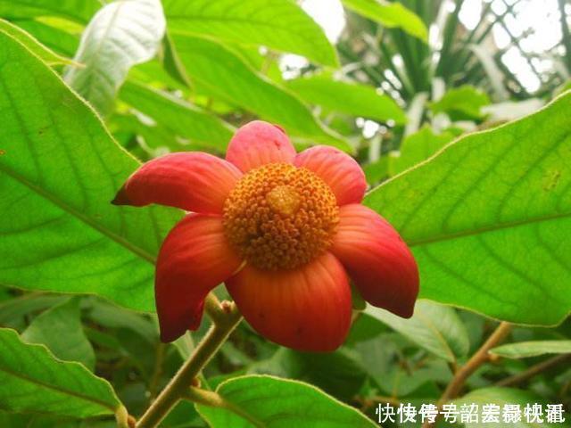 解毒|农村无人问津的野果,消肿解毒,治疗腰腿疼痛,吃到就是捡到宝了