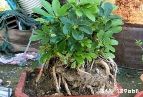 “2种盆栽树”，家里养1盆，辟邪又趋凶，能减少“病菌”促睡眠