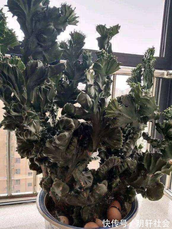 聪明人养这2种盆景,样子不招喜欢,寓意却极好,净化空气效果好