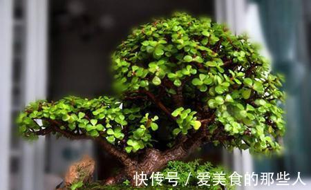 要想金枝玉叶美,秋季管理很关键,该怎样管理