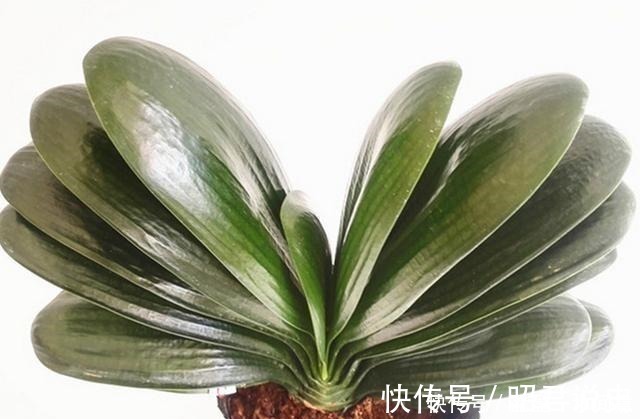 土壤|养兰花、蟹爪兰和君子兰需记住,不能触碰三点,这是自然规律!