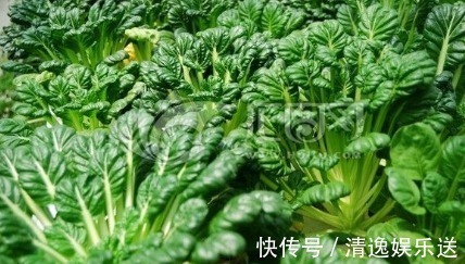 野菜|农村一种野菜像“莲花座”，农民称它植物维生素，在城市广受追捧