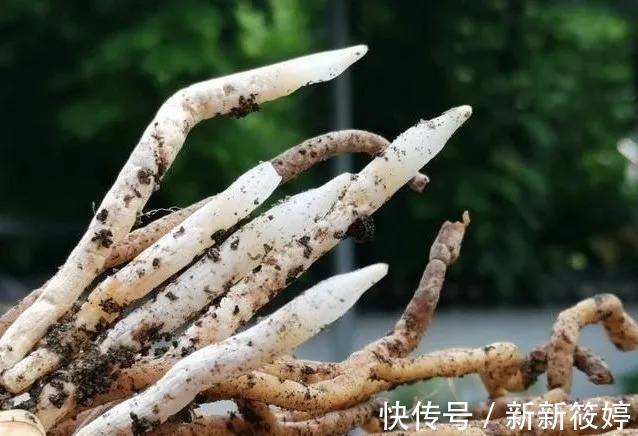 花盆|兰盆的土总是太湿怎么办？教你小技巧，把土壤调节到最佳状态
