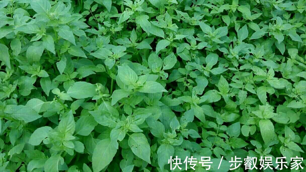 经典方|不管是风寒感冒还是风热感冒,一个只有2味药的经典方,特别管用