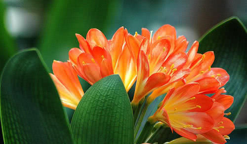 花卉|家家都有的“神仙水”,专治不开花,一周喷一次,花苞呼呼往上“窜”