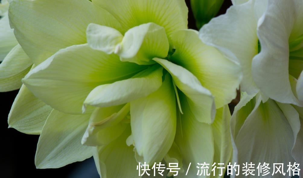 换盆|养花切勿盲目换盆,贪多嚼不烂,一不小心换死掉