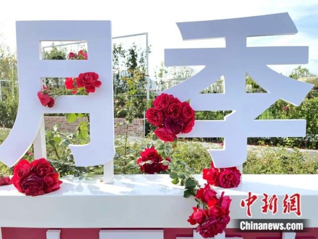 张亨伟|产自中国的樱花咋成了日本国花？玫瑰花跟中国啥关系？快来涨知识→