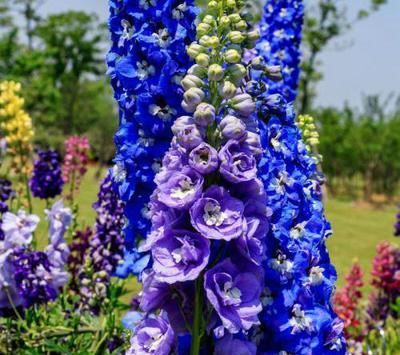 它名“大花飞燕”,花朵又大又密,一枝开100朵,好看好养