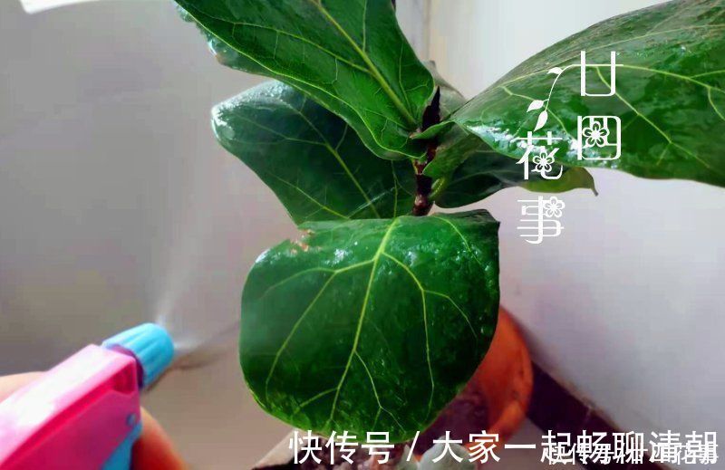 5种花,冬天再干燥也不能“喷水”,不注意黄叶黑斑、烂花苞
