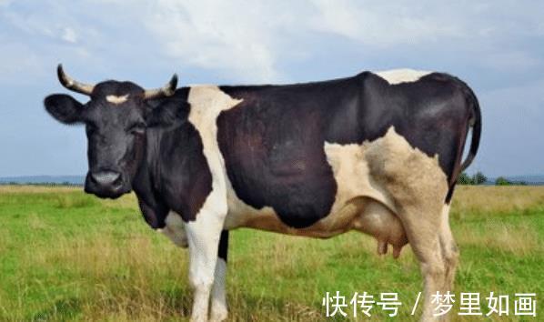 人生肖|2021年生肖蛇的最佳合作伙伴有谁生肖鸡上榜,看看有你吗