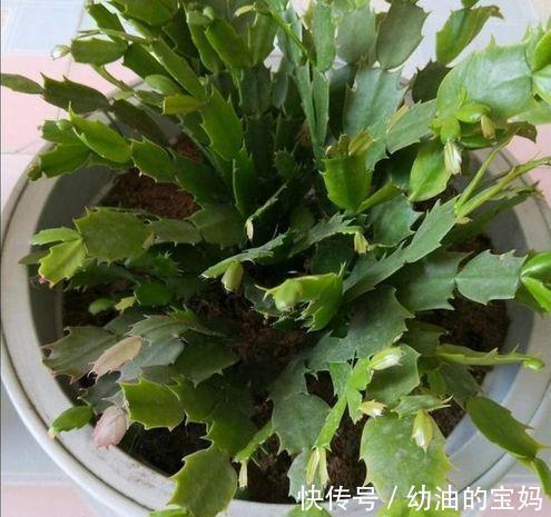 购买蟹爪兰，挑选有技巧，看这两点足以