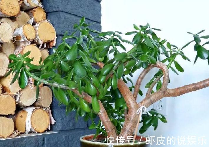 此种盆栽,1个月浇一次水,花开上百朵,轻轻松松活几十年