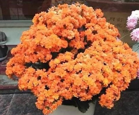 长寿花,夏季不做“2件事”,根不烂,叶不黄,侧芽长不停