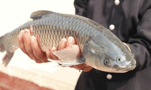 鱼群|“放长线钓大鱼”早落伍！老钓友都流行这样做，每天2小时就鱼获满满