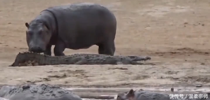 鳄鱼被河马疯狂欺负,从水里赶到岸上,下