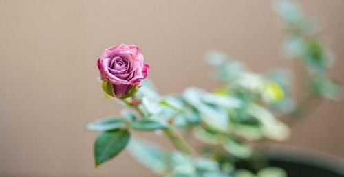  季疏蕾|想要月季花开的漂亮，就用此一招