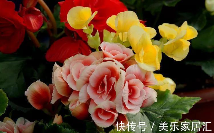 一盆有争议的花,大神视为宝贝,新手却躲得远远的