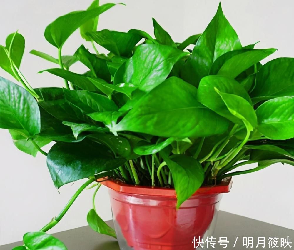 这3种花养一盆就上瘾,枝条贼好扦插,一盆能生好几盆