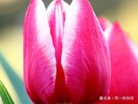 懂花人见了都避开的三种花，号称植物界的毒花，千万不要再养了