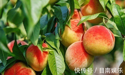 桃子|最养女人的3种水果,女人睡前吃两个,补血气抗衰老,美白去皱