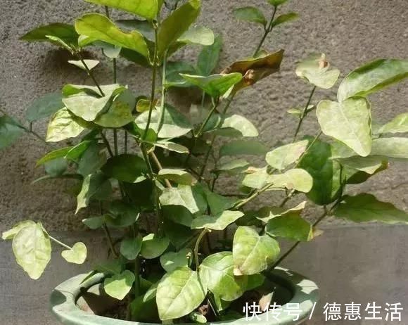 这16种花冬天越浇越死,3个月不管,反而长高个